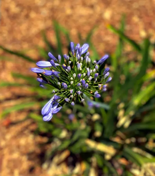 Blue Flowers