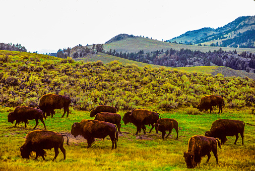 bison herd, hill side, grazing, national park, mountains, herd, landscape, scenic