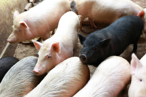 istock Various pigs in pigsty on farm 1325274250