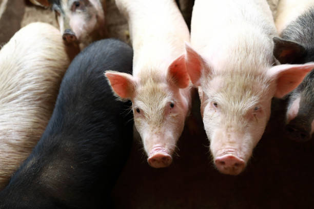 istock Pigs in pigsty on farm 1325274262