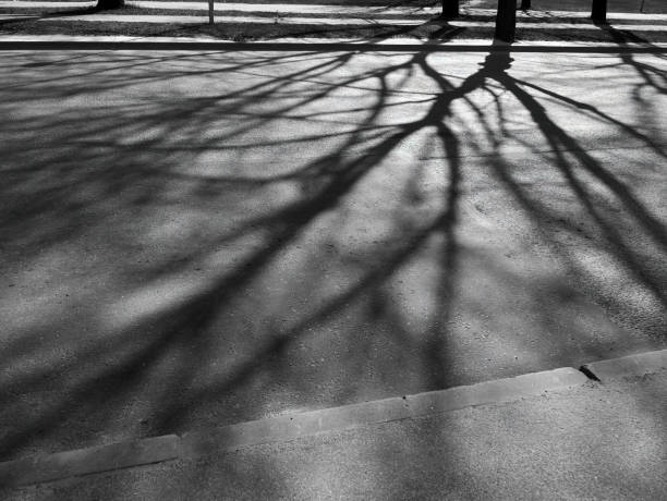 istock black and white photo of tree branches shadow on the road 1325277066