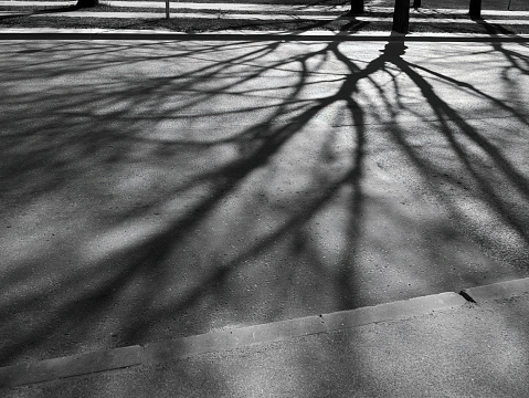 black and white photo of tree branches shadow on the road