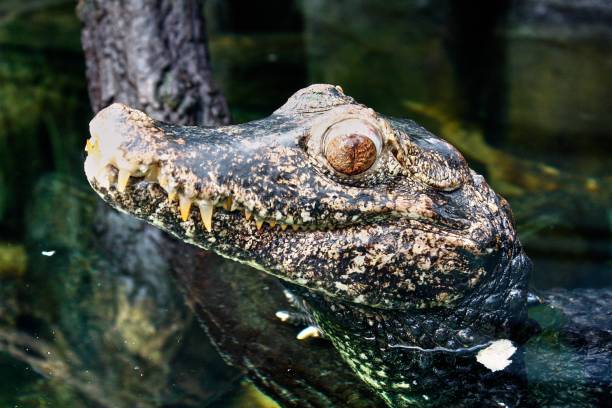 istock Small crocodile pokes its head out of a pond - zoo 1325277367