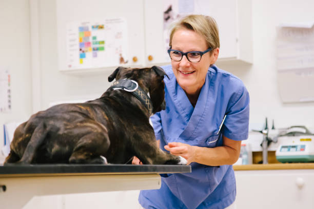 病院で犬を診察する女性獣医師 ストックフォト