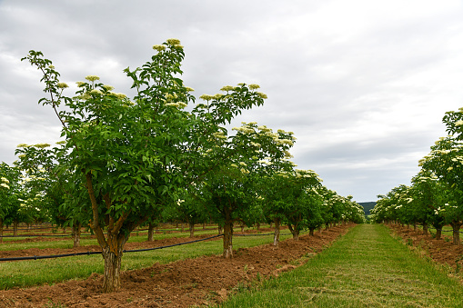 Elderberry plantation with white elderflower