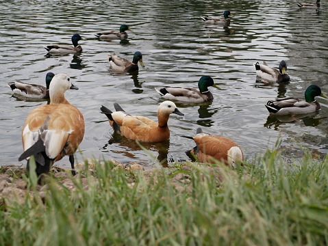 Wild waterfowl live in the big city. Ruddy shelduck and mallards on a pond in a big city on a sunny spring day.