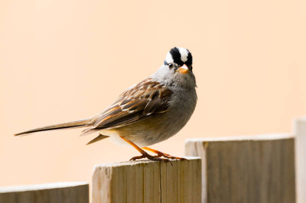 White Crowned Sparrow perched on the Fence
