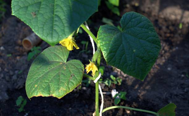 istock cucumbers grow in the greenhouse 1325282371