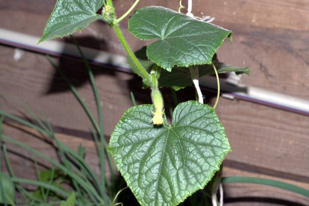 istock cucumbers grow in the greenhouse 1325282375