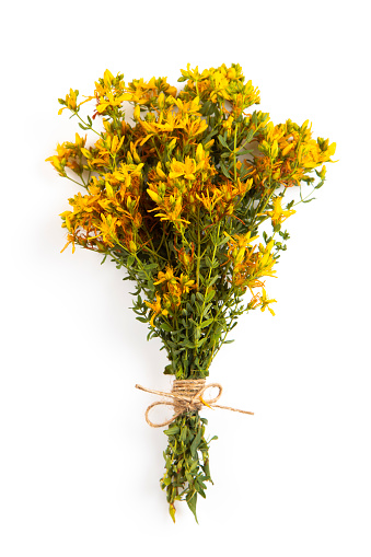 St John's wort bunch  isolated on white background