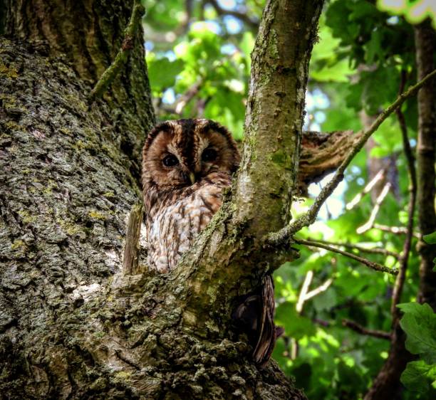 istock Tawney Owl in Oak 1325284570