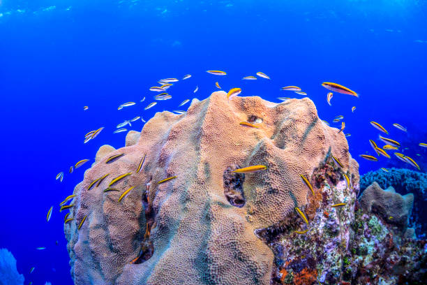 istock Caribbean coral garden 1325286349