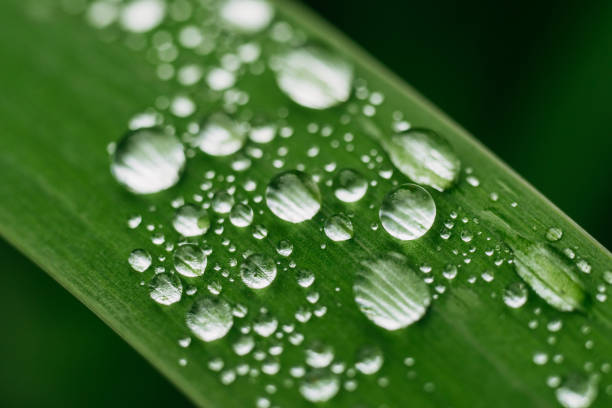 istock Drops on the leaf after the rain 1325286360
