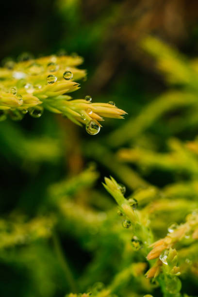 istock drops on the grass after the rain in the sun 1325286372