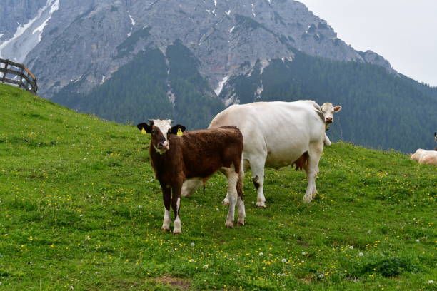 istock Cows on a meadow in Stubai valley 1325287541
