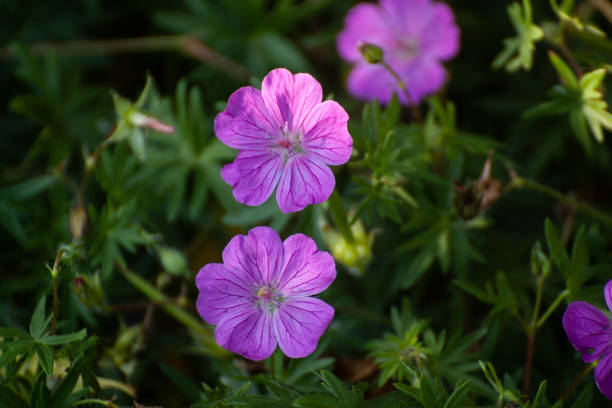 istock Geranium sanguineum bloody crane's-bill flower 1325288297