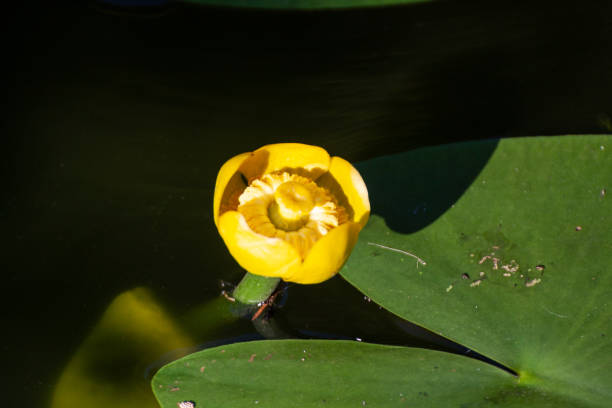 istock Nuphar lutea, the yellow water-lily, brandy-bottle, or spadderdock 1325288333