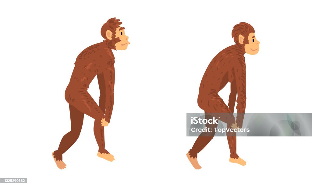 Monkey Or Primate As Human Evolution Stage And Gradual Development ...