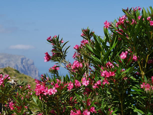 Close-up of Oleander in the Tramuntana Mountains against a blue sky