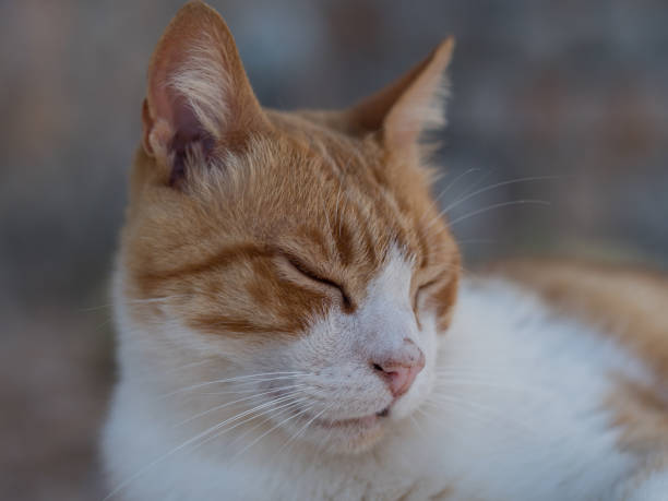 istock Portrait of a sleeping cat 1325291435