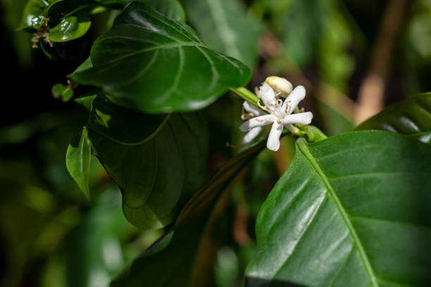 istock Close up coffee tree blossom with white color flower. 1325292534