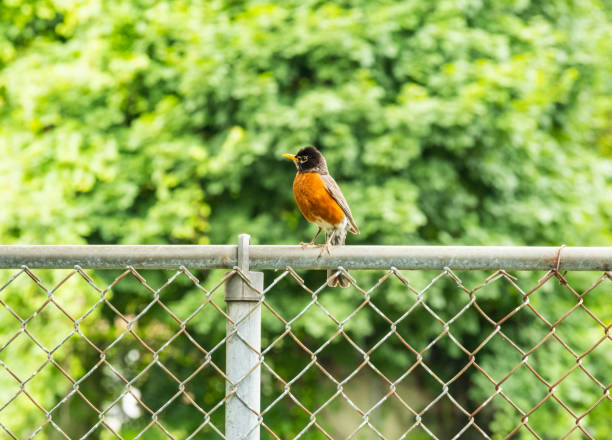 One Robin bird perched ona fence