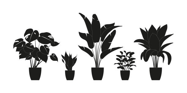 ●黒色の観葉植物のコレクションシルエット。白で孤立した鉢植えの植物。緑の熱帯植物を設定します。屋内植物、プランター、熱帯の葉とトレンディな家の装飾。 - プランター点のイラスト素材／クリップアート素材／マンガ素材／アイコン素材