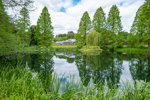 Scenic view of pond shore with trees, aquatic plants, green grass and white water lilies.