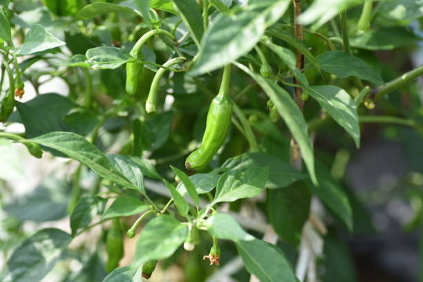 istock Sweet green pepper cultivation. 1325296513