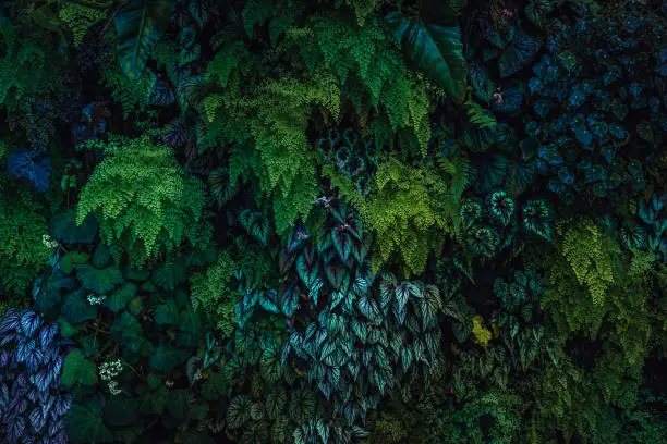 Photo of Plants Phyto wall with green blue turquoise leaves as dark nature background