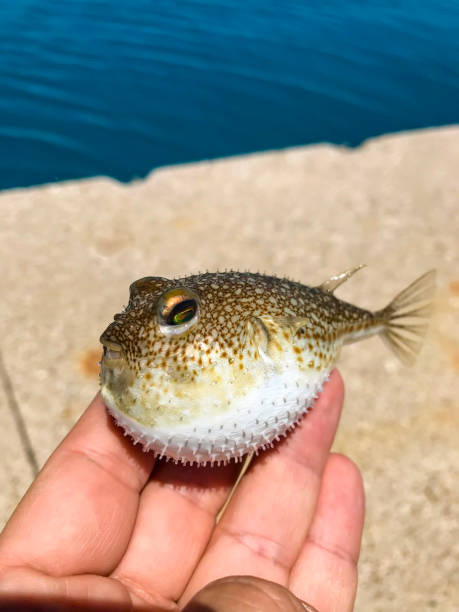 istock photo of baby blowfish 1325297575