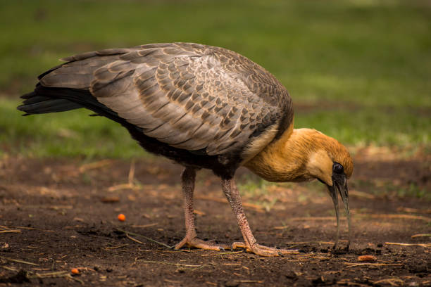 istock Bandurria eating from the ground 1325297739