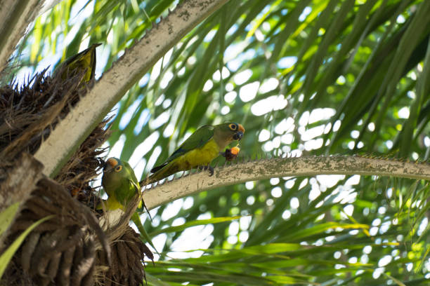 istock Birds called Maritacas, with green and yellow feathers, eating fruit from the tree in a Brazilian park. Family of Psittacidae of the genus Pionus. Selective focus 1325297815