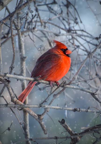 istock Male Northern cardinal 1325299104