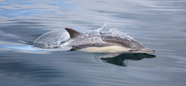 Common Dolphin Common Dolphin in Dana Point cetacea stock pictures, royalty-free photos & images