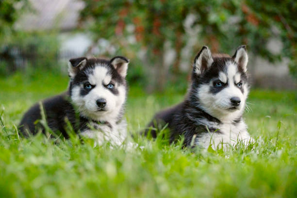 cute siberian husky puppies with blue eyes sitting in green grass on a summer day. - 哈士奇 個照片及圖片檔