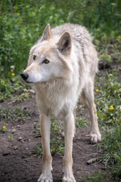 istock Yamnuska Wolfdog Sanctuary 1325299888