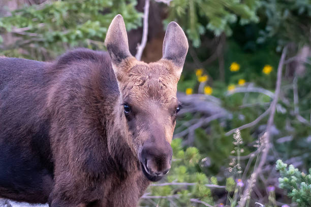 istock Baby moose about 6 to 9 months old looking at camera 1325300934