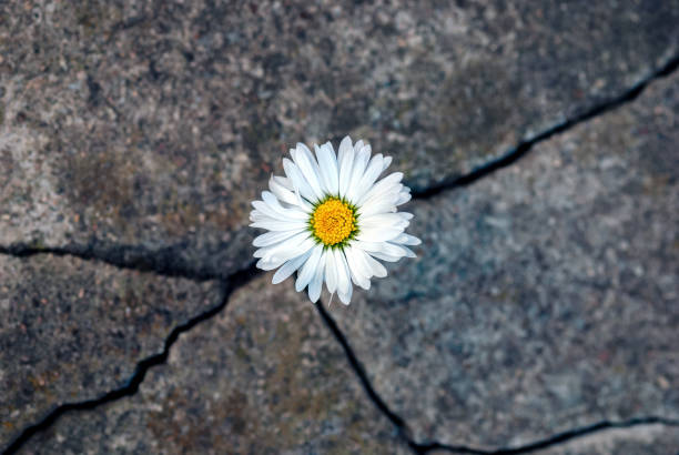 white daisy flower in the crack of an old stone slab - the concept of rebirth, faith, hope, new life, eternal soul - revivals imagens e fotografias de stock