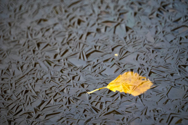 First autumn ice with frozen orange leave. Fractal pattern. High quality photo