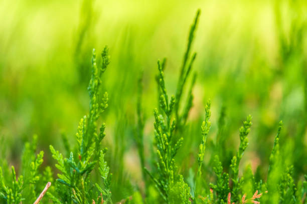 istock Green branches and young leaves of a thuja tree. 1325302798