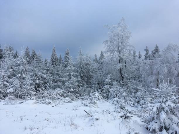 istock Trees covered with rime. Winter in the mountains. 1325303263