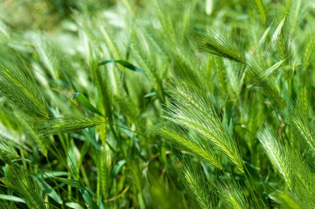 hordeum plant on summer meadow - barley grass field green imagens e fotografias de stock