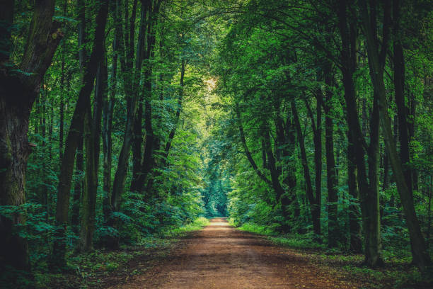 Free Stock Photo of Green forest pathway surrounded by lush, tall trees ...