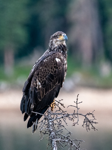 Juvenile Bald Eagle perched in top of small tree overlooking lake near Rocky Mountain National Park in Colorado in western USA. John Morrison - Photographer