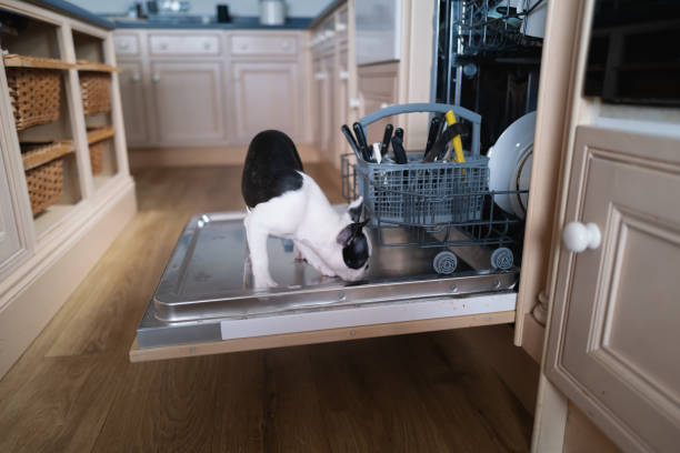 A Boston Terrier puppy standing on the open door of a dishwasher looking underneath cutelery basket. A Boston Terrier puppy standing on the open door of a dishwasher looking underneath cutelery basket. dog dishwasher stock pictures, royalty-free photos & images