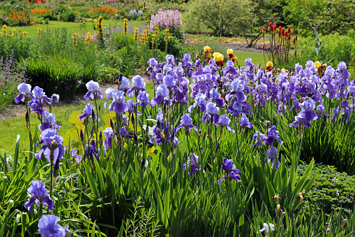 Iris flowers (Schwertlilien) in bloom in a wonderful herb and flower garden.