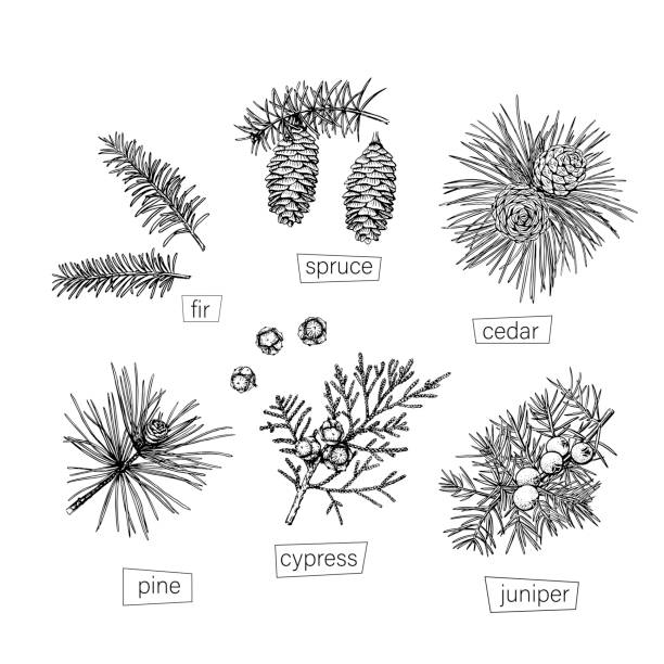 czarny szkic iglasty ustawiony w stylu vintage na białym tle. ręcznie rysowane wektorowe. ilustracja retro. nowoczesny element projektu. - spruce tree obrazy stock illustrations