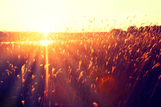 istock Dry Swamp Plants In Sunlight 1325310478