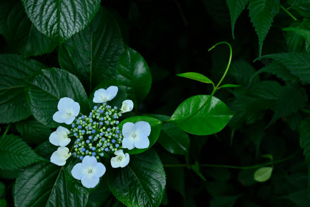 istock Hydrangea blooming in Tamagawajosui, Kodaira, Tokyo, Japan (2021) 1325313645